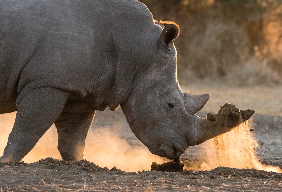 남아공에서는 지난해에만 약 500마리의 코뿔소가 밀렵으로 죽임을 당했다. (사진 클립아트코리아)/뉴스펭귄