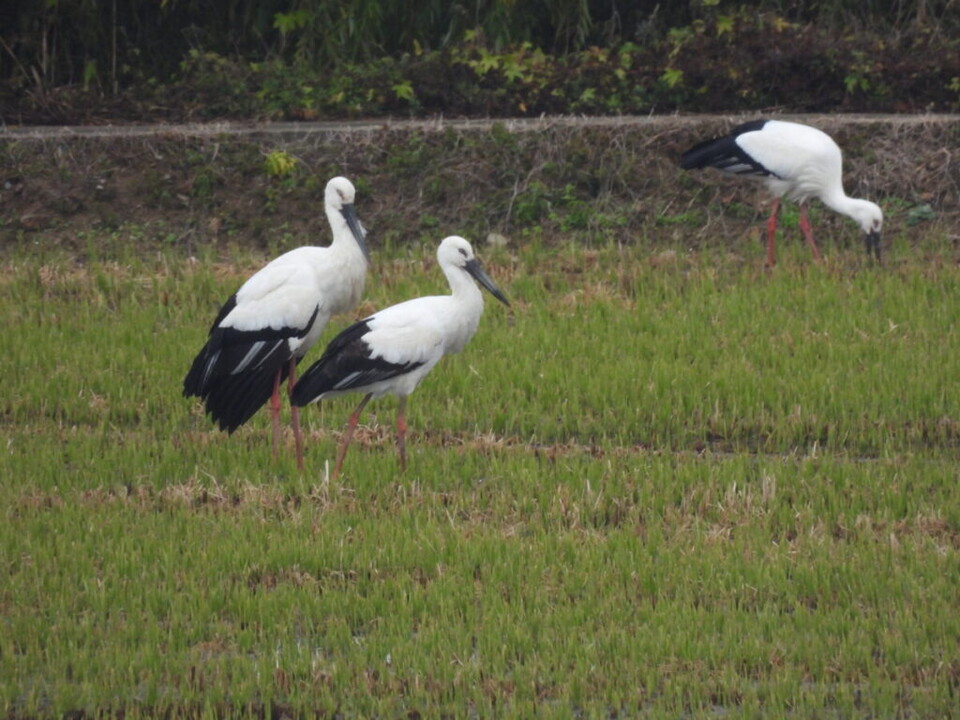 황새는 러시아의 아무르강 유역, 중국 북동부의 산지앙 평원 등과 같은 극동아시아 지역에서 봄과 여름철에 번식하고, 주로 한국과 중국 남쪽의 보양호 등 대규모 월동지에서 겨울을 보낸다. (사진 인천녹색연합)/뉴스펭귄