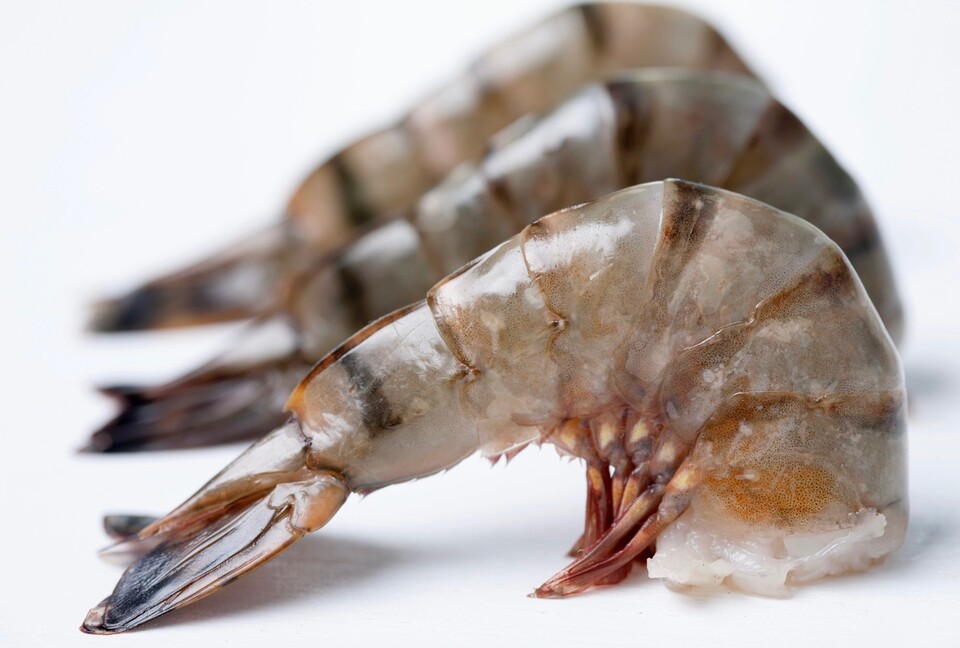  수많은 양식장에서 알을 더 많이 낳게 하려고 암컷 새우의 눈을 도려냄으로써 번식 조절 기능을 빼앗고 있다. 사진은 독자의 이해를 돕기 위한 것으로 기사 속 특정 내용과는  관계 없음. (사진 클립아트코리아)/뉴스펭귄