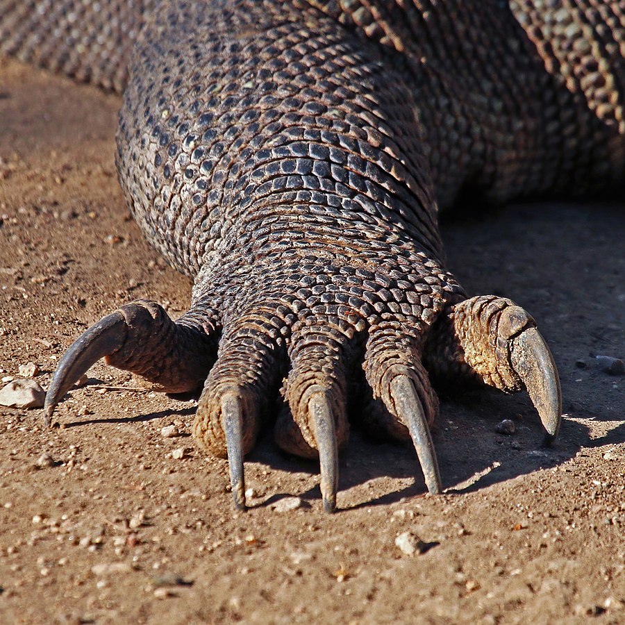세계 최대 도마뱀 '코모도왕도마뱀'의 발. (사진 Wikimedia Commons)/뉴스펭귄