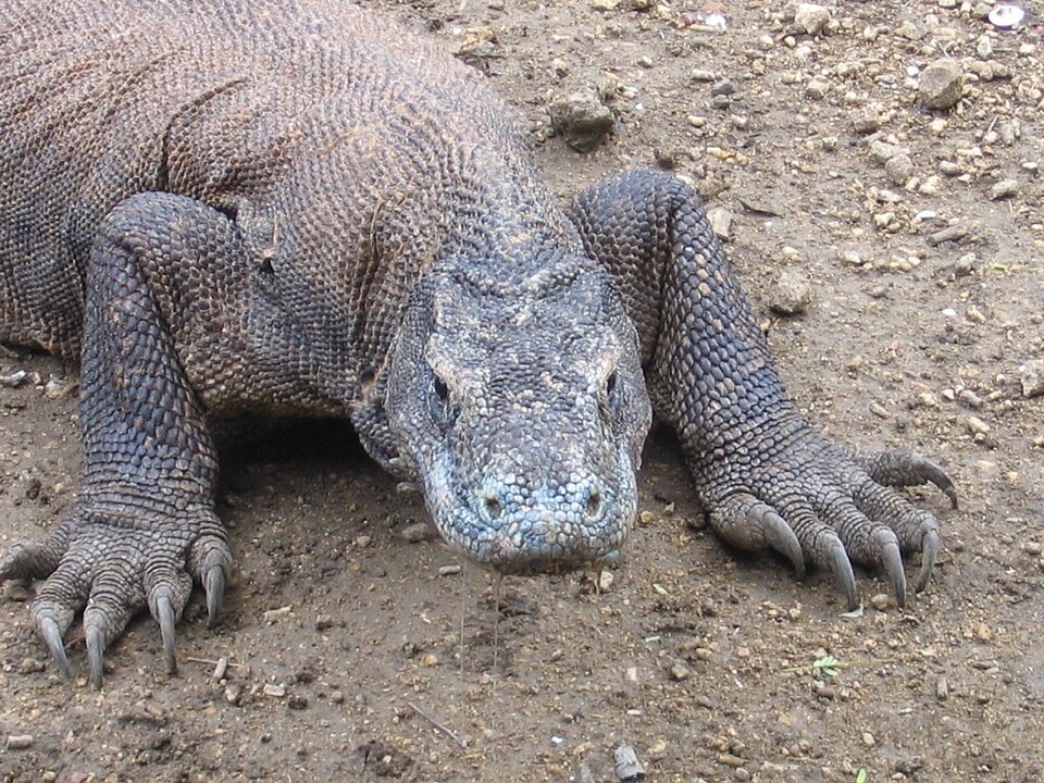 한 코모도왕도마뱀이 미국 유명 여배우 샤론 스톤의 남편을 먹으려 해 화제였다. (사진 Wikimedia Commons)/뉴스펭귄