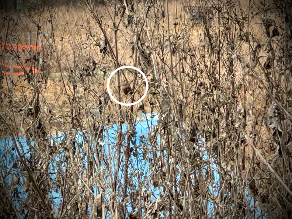 붉은머리오목눈이는 휘파람처럼 빠르고 경쾌한 울음소리가 특징이다. (사진 이동재 기자)/뉴스펭귄