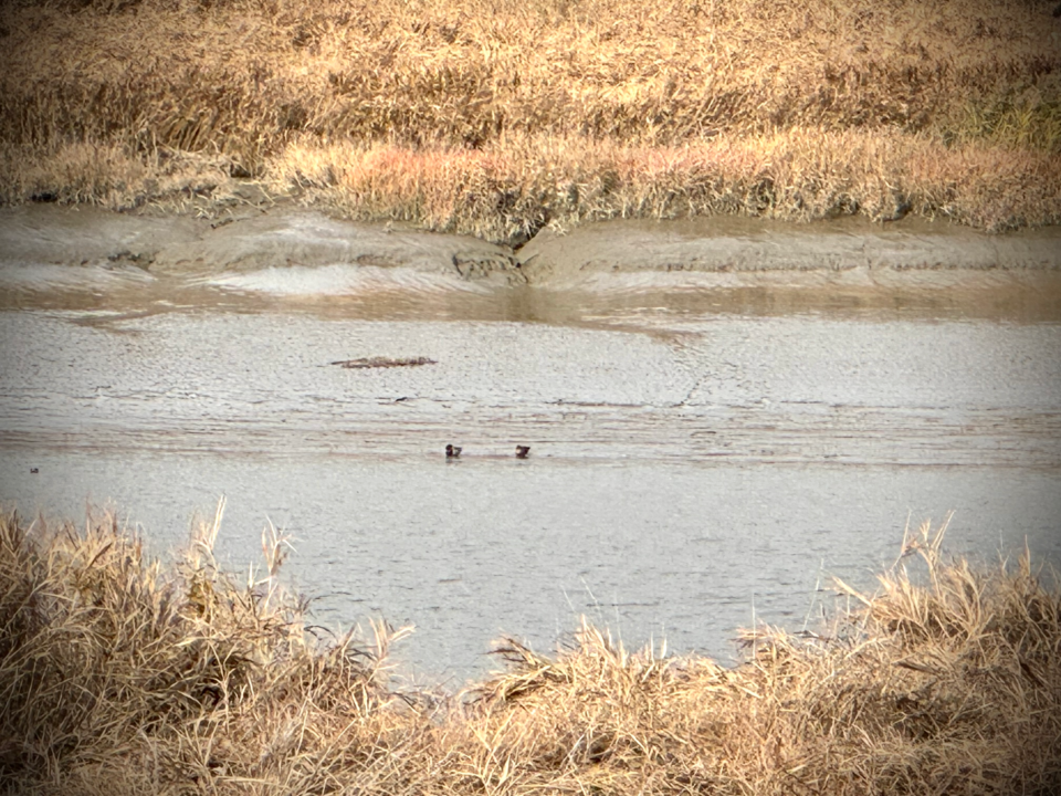 청둥오리 한 쌍. (사진 이동재 기자)/뉴스펭귄