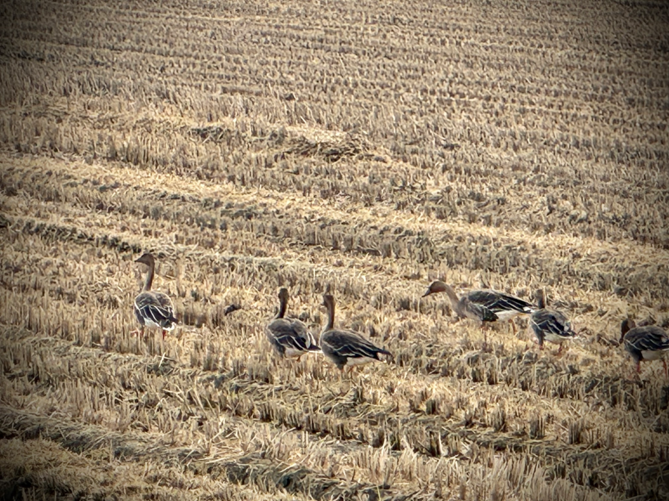 추수가 끝난 논에 기러기들이 모여있었다. (사진 이동재 기자)/뉴스펭귄