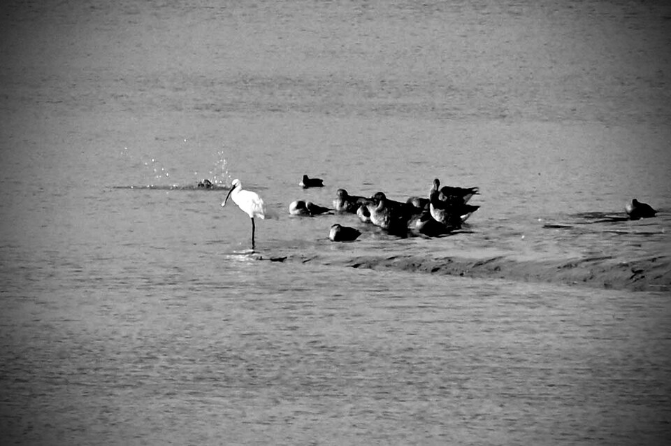 흰뺨검둥오리 무리 사이에서 유난히 눈에 띄는 노랑부리저어새. (사진 김인호 시민 제공)/뉴스펭귄