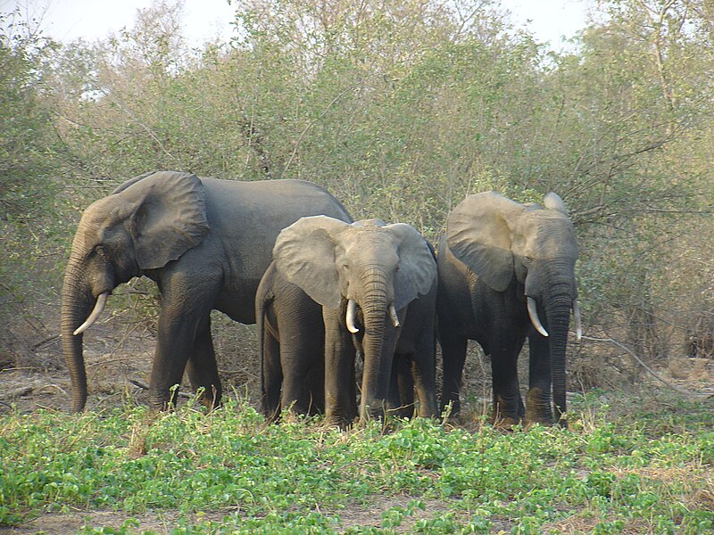 아프리카숲코끼리를 둘러싼 지역 주민들의 반감이 커지고 있다. (사진 Wikimedia Commons)/뉴스펭귄