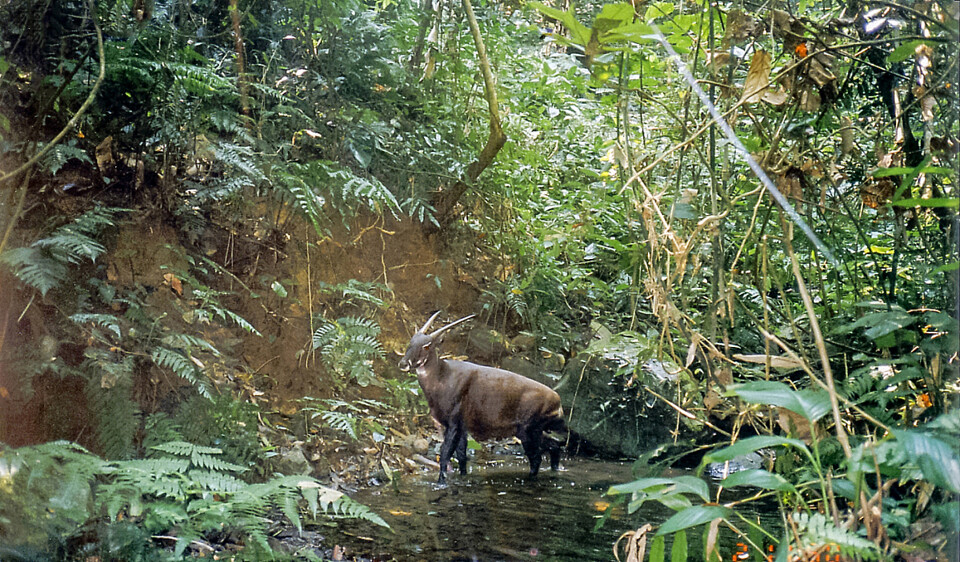 1999년 라오스 중부에 갇힌 사올라의 모습. (사진 Ban Vangban village & Wildlife Conservation Society)/뉴스펭귄