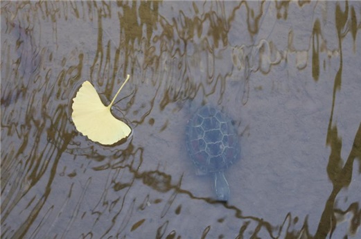 지난 11월 21일, 따뜻한 기온으로 인해 겨울잠을 잊어버린 남생이들이 월출산에서 발견됐다. 평균적으로 11월초면 겨울잠에 들어가는 남생이들이 11월 넷째주까지 활동하는 것은 이례적인 일이다. (사진 국립공원공단)/뉴스펭귄