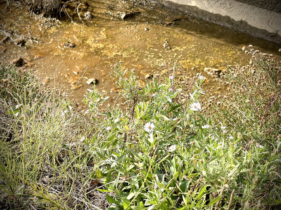 미국쑥부쟁이는 가을에 꽃을 피우는 여러해살이 식물이다. (사진 이동재 기자)/뉴스펭귄