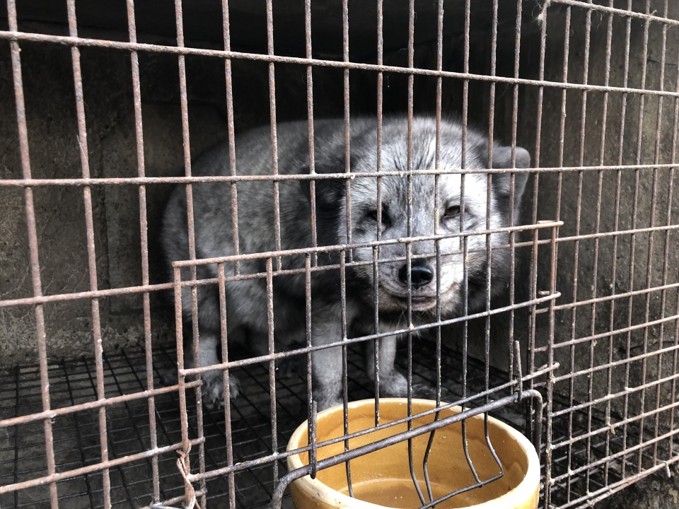 사진은 지난 2021년, 해외의 한 모피 농장 모습 (사진 휴메인소사이어티인터내셔널 제공, 본지DB)/뉴스펭귄