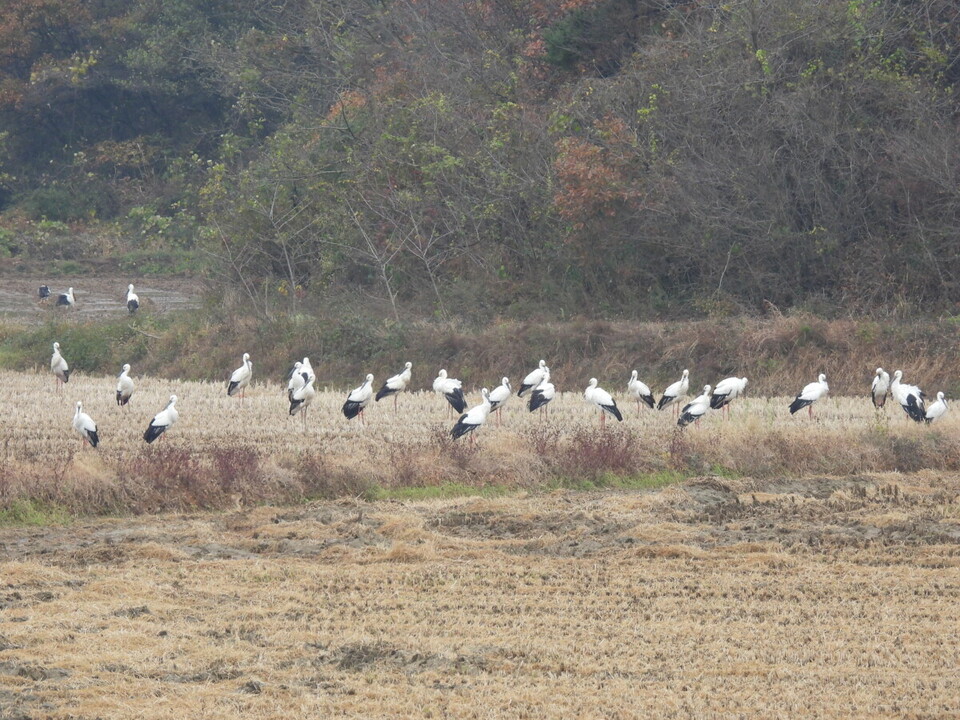 백령도 일대에 나타난 황새들. (사진 인천녹색연합)/뉴스펭귄