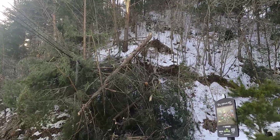 폭설로 뿌리째 뽑힌 금강소나무. (사진 녹색연합 유튜브 영상 캡처)/뉴스펭귄