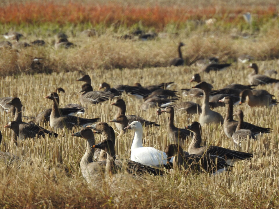 큰기러기 무리 사이에서 먹이 활동중인 흰기러기 (사진 순천시청)/뉴스펭귄