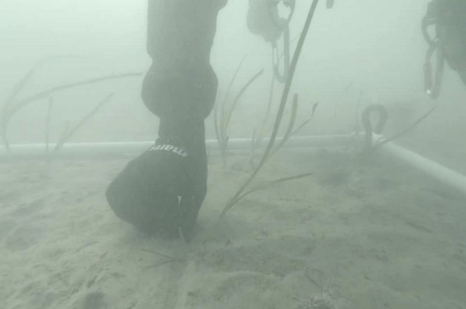 기장 월전항 연안에서 진행한 해양보호생물 잘피를 파종하는 모습. (사진 부산시)/뉴스펭귄