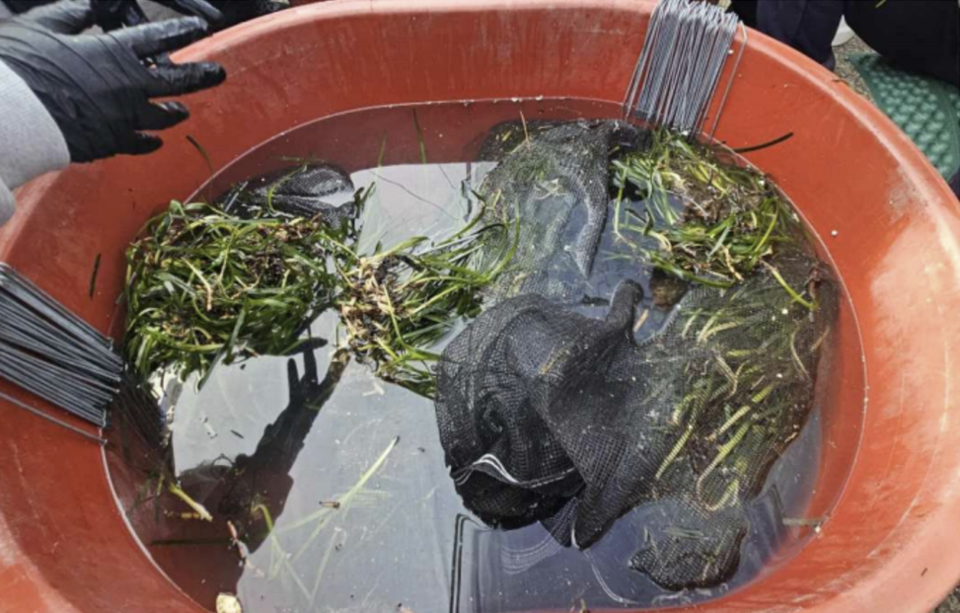 월전항 주민들이 채취한 잘피를 손질하는 모습. (사진 부산시)/뉴스펭귄