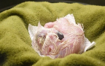 11월 11일 태어난 필리핀 독수리 새끼. (출처 필리핀 독수리 재단)/뉴스펭귄