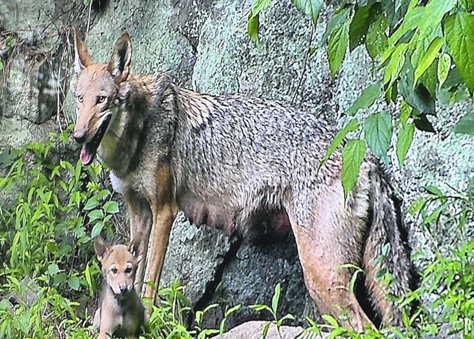 붉은늑대는 심각한 멸종위기에 처해 있다. (사진 juliad_naturalist)/뉴스펭귄