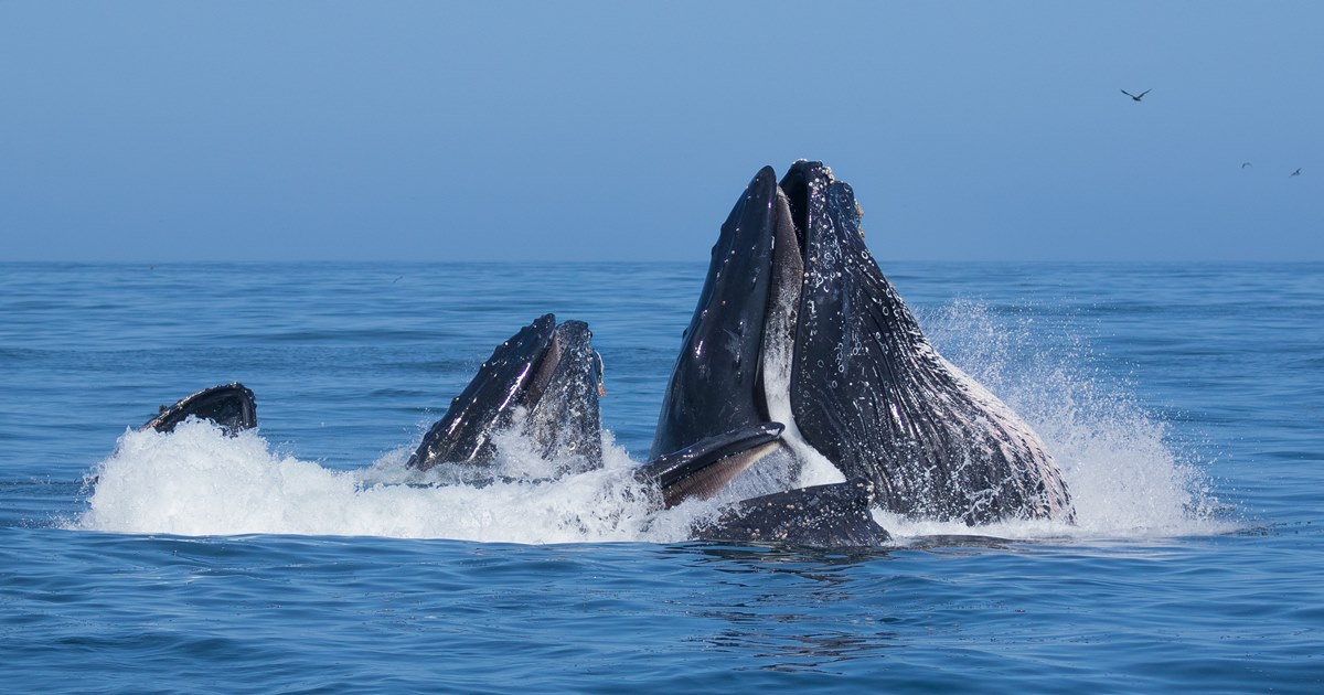 혹등고래. (사진 flickr - Gregory "Slobirdr" Smith)/뉴스펭귄