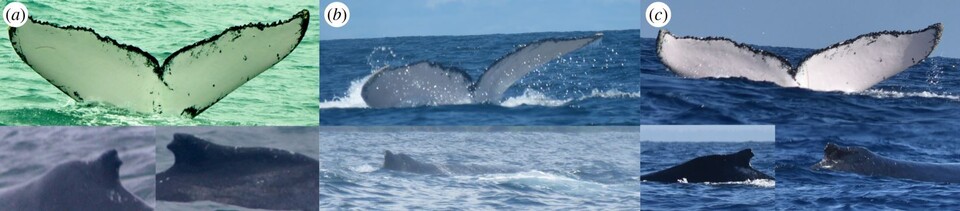 왼쪽부터 2013년(a)과 2017(b)년 태평양 콜롬비아 해역, 2022년 인도양 아프리카 잔지바르 해역(c)에서 목격된 수컷 혹등고래. (사진 영국왕립학회 오픈 액세스 저널)/뉴스펭귄
