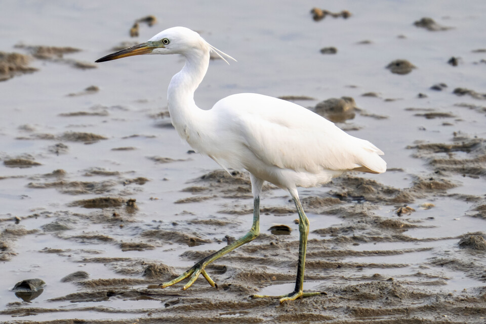 2008년에 람사르습지로 지정되기도 한 무안 갯벌에는 노랑부리백로와 저어새 외에도 혹부리오리, 알락꼬리마도요 등 철새와 흰발농게, 대추귀고둥을 비롯한 저서생물, 칠면초 갯잔디 같은 염생생물이 자리 잡고 살아가고 있다. (사진 )/뉴스펭귄