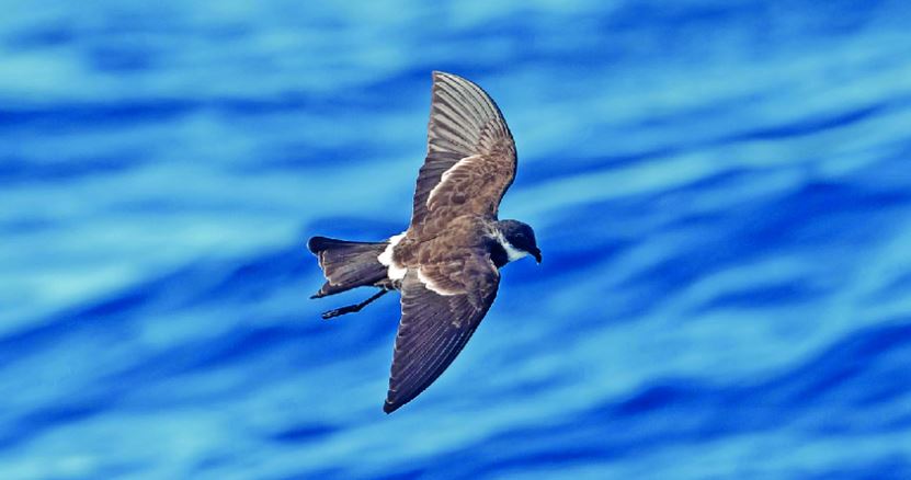 (사진 남아공 케이프타운대 Robert Flood 교수)/뉴스펭귄