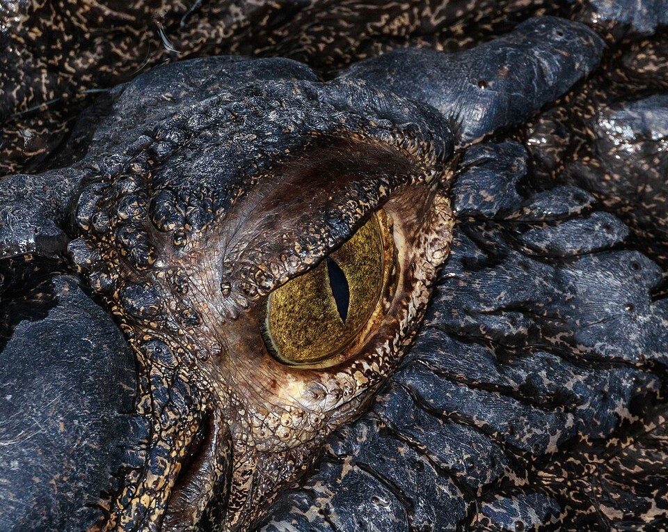 바다악어의 눈. (사진 Wikimedia Commons)/뉴스펭귄