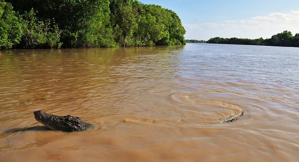 바다악어는 과거 사냥 등으로 거의 멸종할 뻔했다. (사진 Wikimedia Commons)/뉴스펭귄
