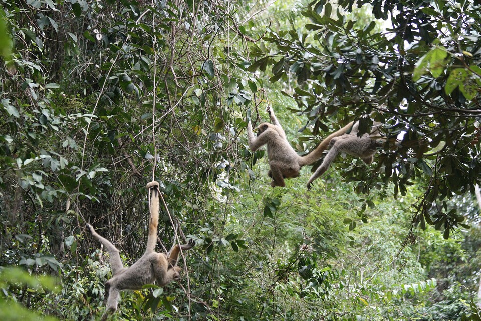 다른 영장류 사회에서는 먹이나 번식 기회를 두고 개체 간 경쟁이 심하게 나타나지만, 북부양털거미원숭이는 자원을 나누고 서로 양보하는 모습을 보인다. (사진 wikimedia commons)/뉴스펭귄