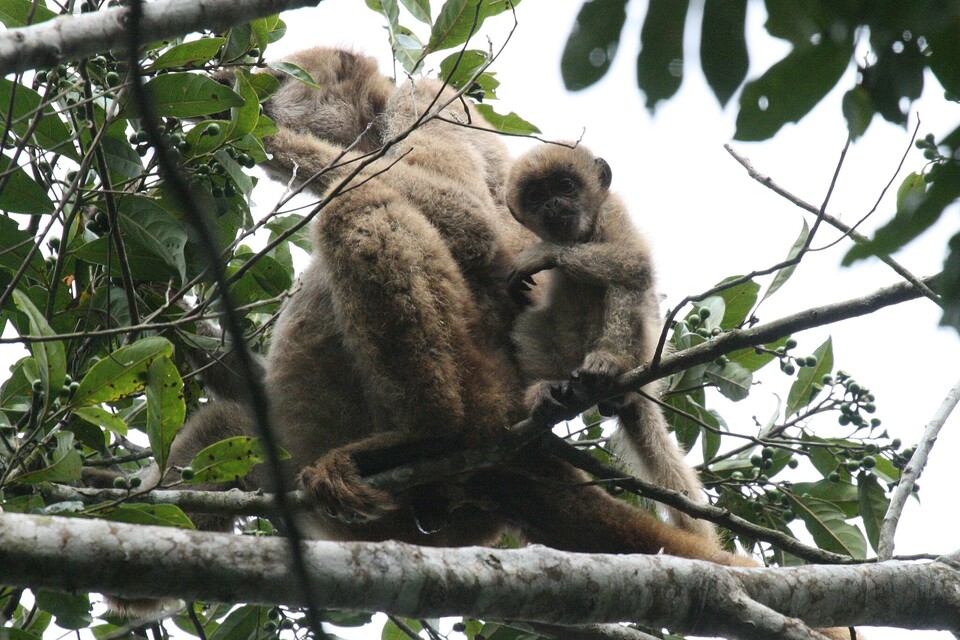 북부양털거미원숭이는 IUCN 멸종위기 적색목록 위급 단계의 멸종위기종이다. (사진 wikimedia commons)/뉴스펭귄