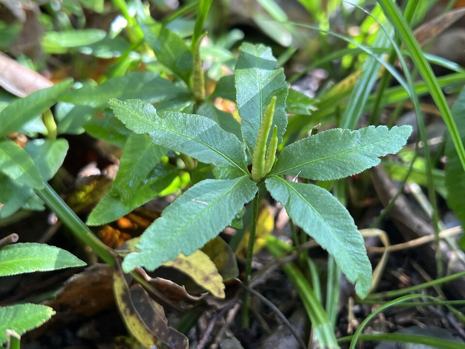 제주 화북공업지역 입주기업 이전 후보지로 검토 중인 구좌읍 덕천리 일대에서 확인된 멸종위기야생생물Ⅰ급 제주고사리삼. (사진 곶자왈사람들)/뉴스펭귄