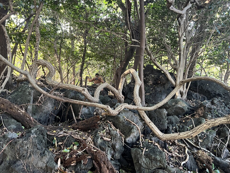 이전 후보지 구좌읍 덕천리 전경. (사진 곶자왈사람들)/뉴스펭귄