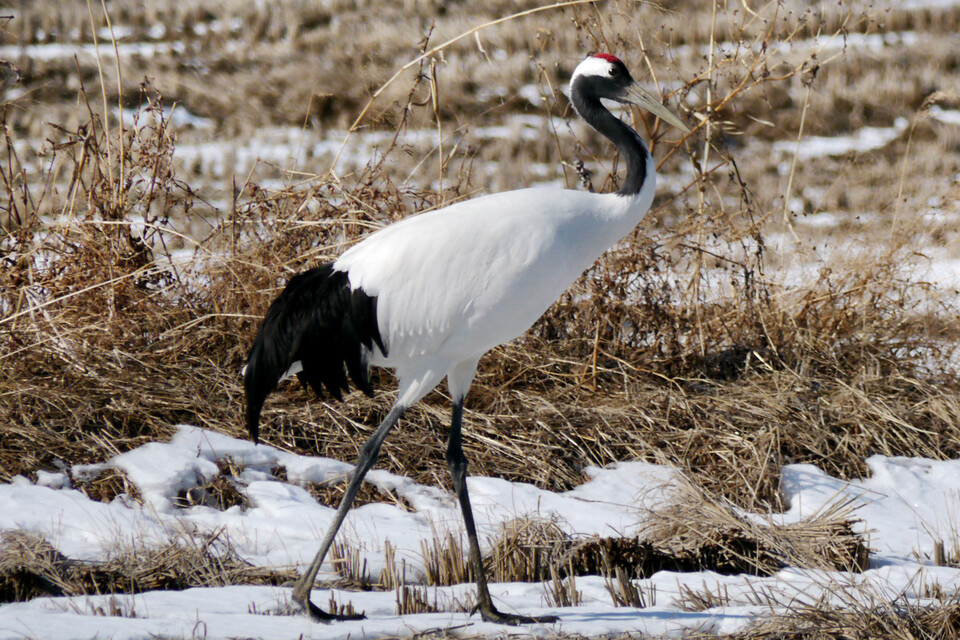 인천 갯벌 지역에서 두루미 51마리가 관찰됐다. 사진 속 두루미는 독자 이해를 돕기 위한 이미지로 해당 지역이나 기사 속 내용과 관계없음. (사진 국립생물자원관)/뉴스펭귄