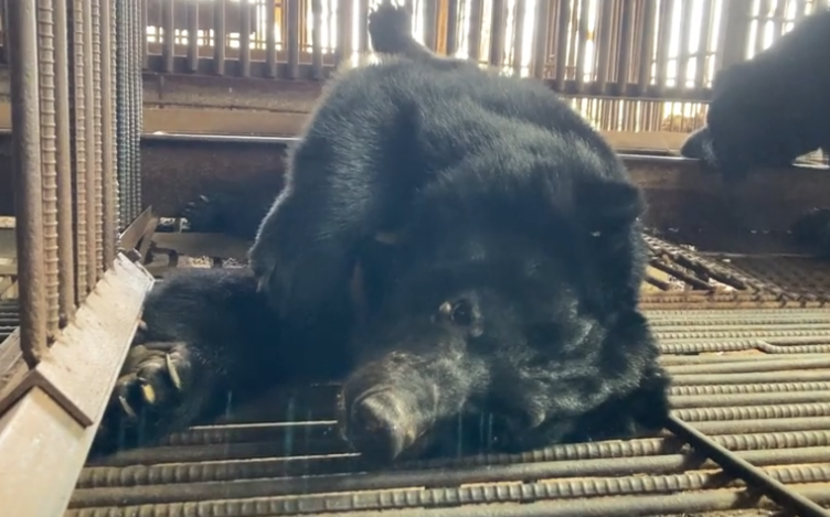 사진은 뜬장에서 사는 사육곰. 독자 이해를 돕기 위한 이미지로 기사 속 특정 내용과 관계없음. (사진 사육곰 산업 종식을 위한 농장 조사 및 시민 인식 조사 보고서, 본지 DB)/뉴스펭귄