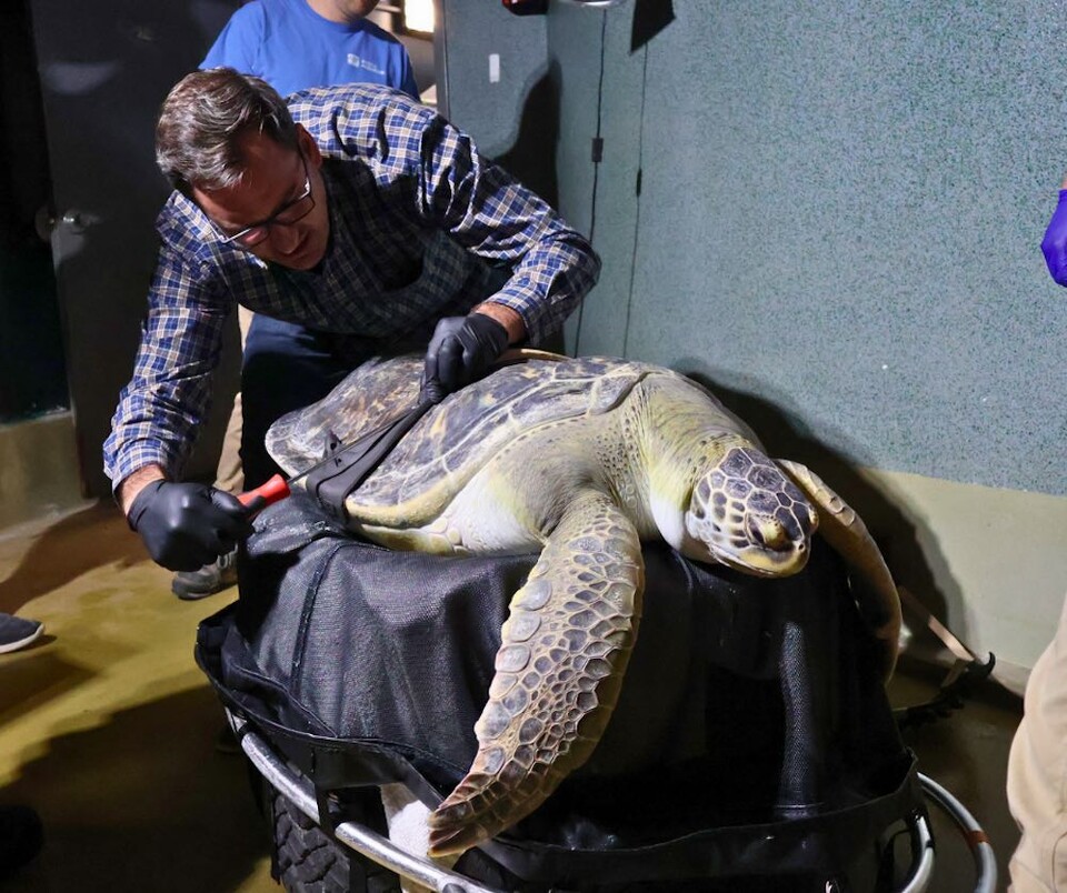(사진 Mystic Aquarium)/뉴스펭귄