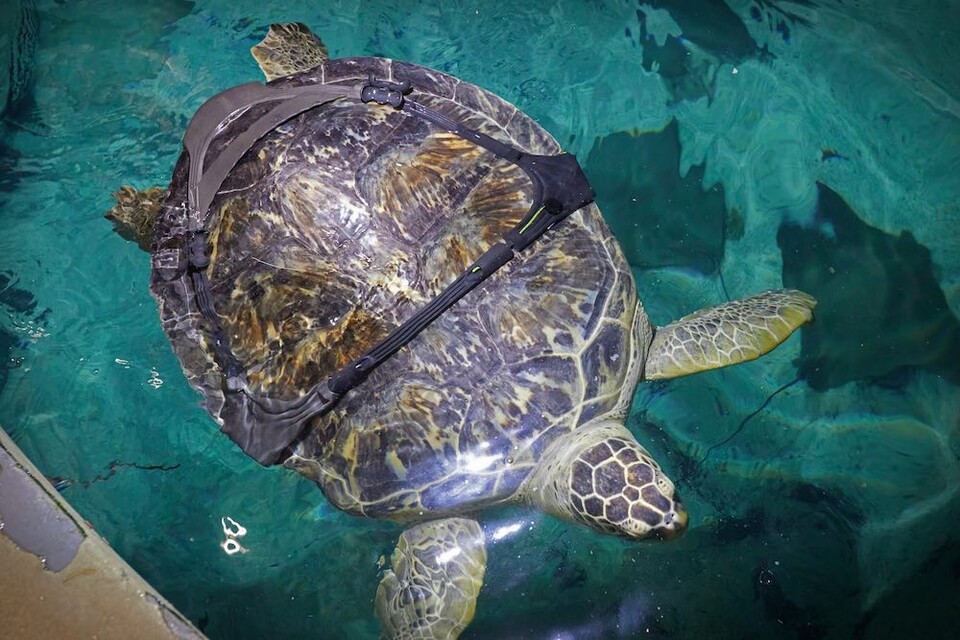 (사진 Mystic Aquarium)/뉴스펭귄