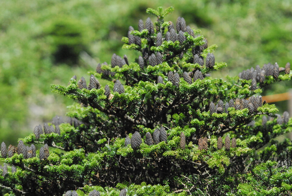한국이 유일한 자생지인 구상나무는 IUCN 적색목록 멸종위기종(EN)이다. (사진 국립생물자원관)/뉴스펭귄