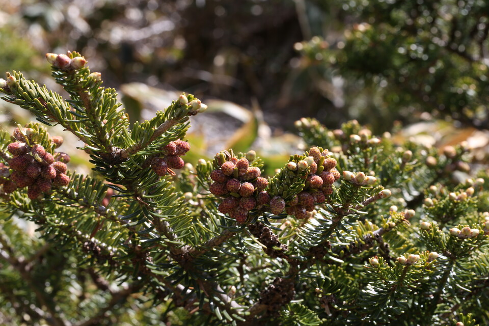  연구에 따르면 구상나무 생태계에 영향을 미친 것은 기온 상승과 태풍, 가뭄과 같은 기상 현상이다. (사진 국립생물자원관)/뉴스펭귄