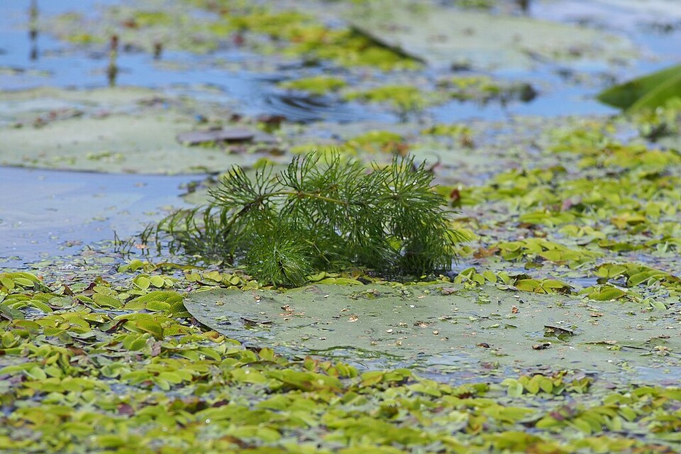 니안티는 침입종 수생 식물로 농경지에서 유출된 비료와 기후변화에 힘입어 세네갈의 강과 호수에서 기하급수적으로 번식했다. (사진 wikimedia commons)/뉴스펭귄