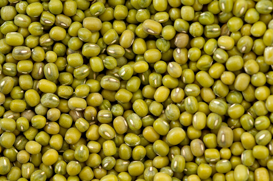 녹두. (사진 클립아트코리아)/뉴스펭귄