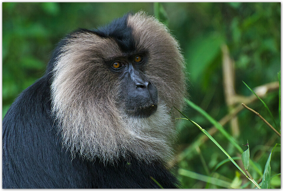 사자꼬리원숭이는 세계자연보전연맹이 지정한 적색목록 위기 단계의 멸종위기종으로 약 4200마리가량 남아있는 것으로 추정된다. (사진 wikimedia commons)/뉴스펭귄