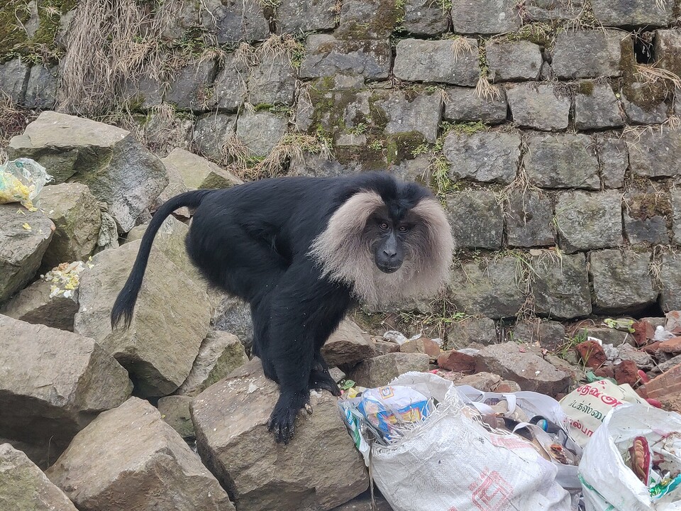 조사 결과 야생 사자꼬리원숭이들 중 약 25%가 관광객으로부터 음식을 받거나 쓰레기통을 뒤지고 거주지에 침임하는 등 인간과 접촉하고 있는 것으로 나타났다. (사진 wikimedia commons)/뉴스펭귄