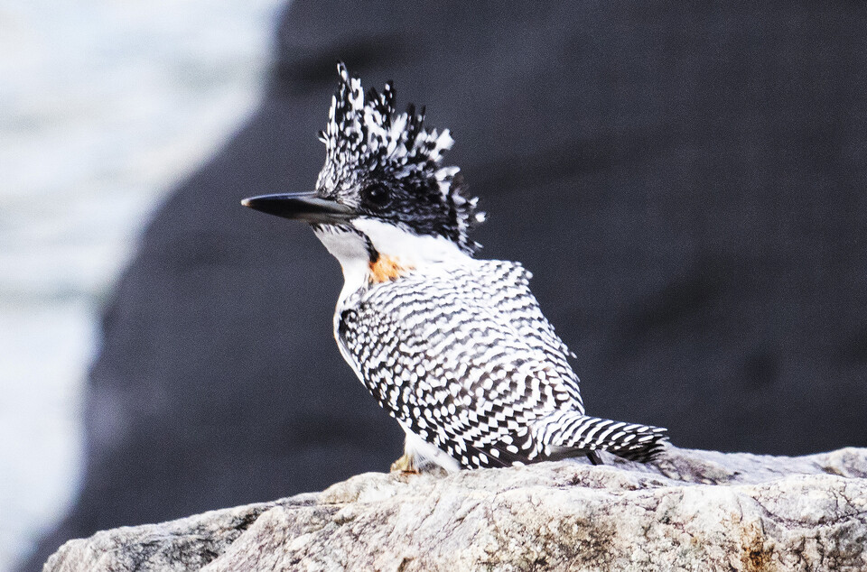 75년만에 지리산 자락에 모습을 드러낸 뿔호반새. (사진 최상두 수달친구들 대표)/뉴스펭귄