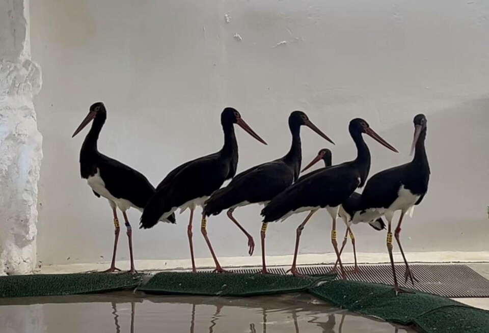 복원 사업을 위해 12월 일본에서 들여온 먹황새 여섯 마리. (사진 국립생태원)/뉴스펭귄