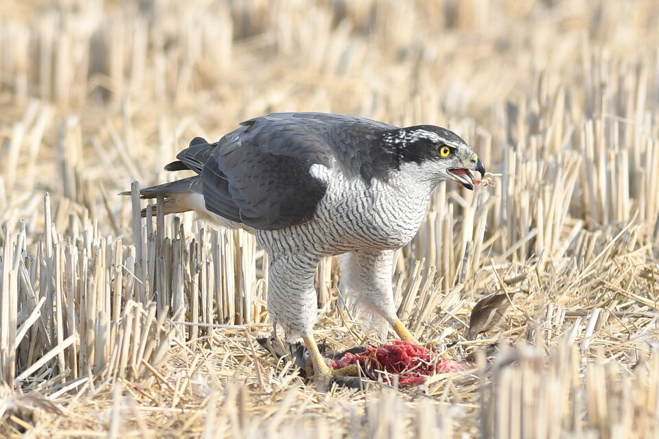 참매는 환경부 지정 멸종위기 야생생물 Ⅱ급이다. 사진은 이해를 돕기 위한 이미지. (사진 국립생태원)/뉴스펭귄