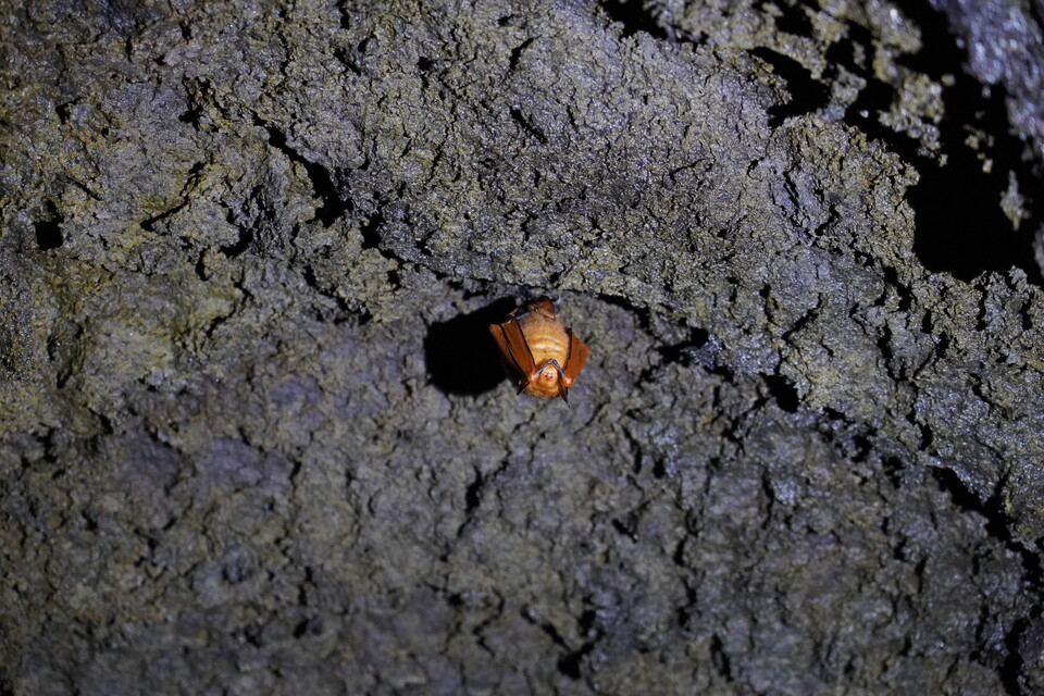 제주도 김녕굴에 7년 만에 등장한 황금박쥐. (사진 제주특별자치도 세계유산본부)/뉴스펭귄