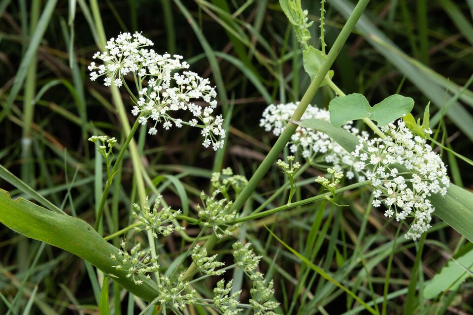 환경부 지정 멸종위기 야생생물 2급 ‘서울개발나물’. (사진 국립생태원)/뉴스펭귄
