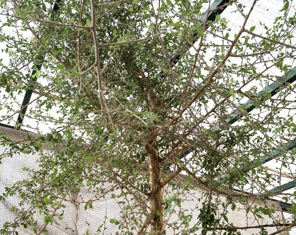 유대 사막의 동굴에서 발견한 1000년 전 씨앗으로 키운 나무 ‘셰바(Sheba)’. (사진 CNN)/뉴스펭귄