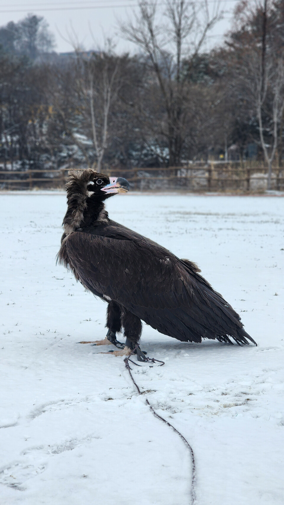 자연 방사를 위해 비행 훈련 중인 독수리.  (사진 충북야생동물센터 김지은 재활관리사)/뉴스펭귄