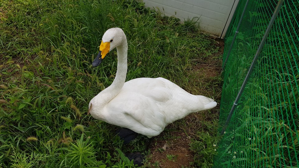 충북야생동물센터에 들어왔던 큰고니. 날지 못해 영구계류하다가 죽었다. 교육용으로 박제돼 현재 충북야생동물센터 교육전시실에 전시 중이다. (사진 충북야생동물센터 김지은 재활관리사)/뉴스펭귄
