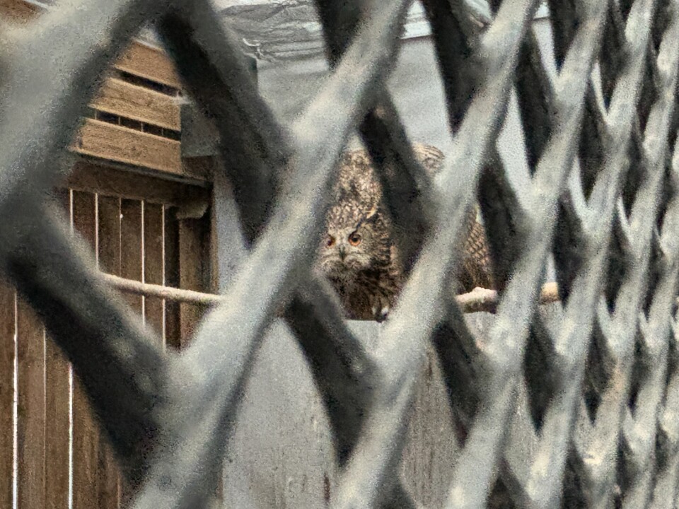 지난 23일, 충북야생동물센터에 계류 중인 수리부엉이. (사진 배진주 기자)/뉴스펭귄